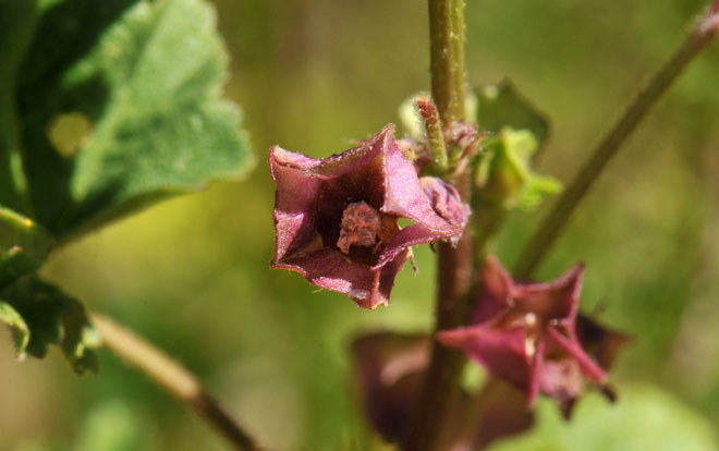 Malva parviflora, Cheeseweed Mallow